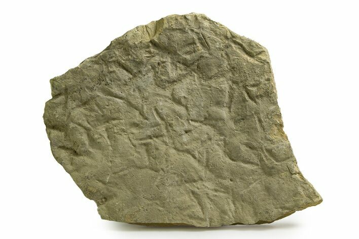 Fossil Bird (Avipeda) Track Plate - Green River Formation, Utah #352248